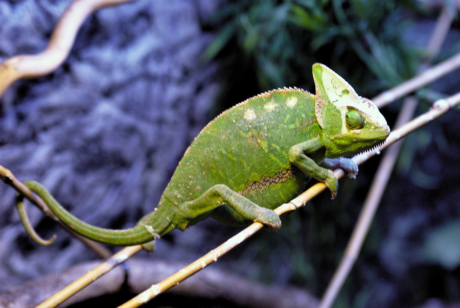 A picture of cameleon
