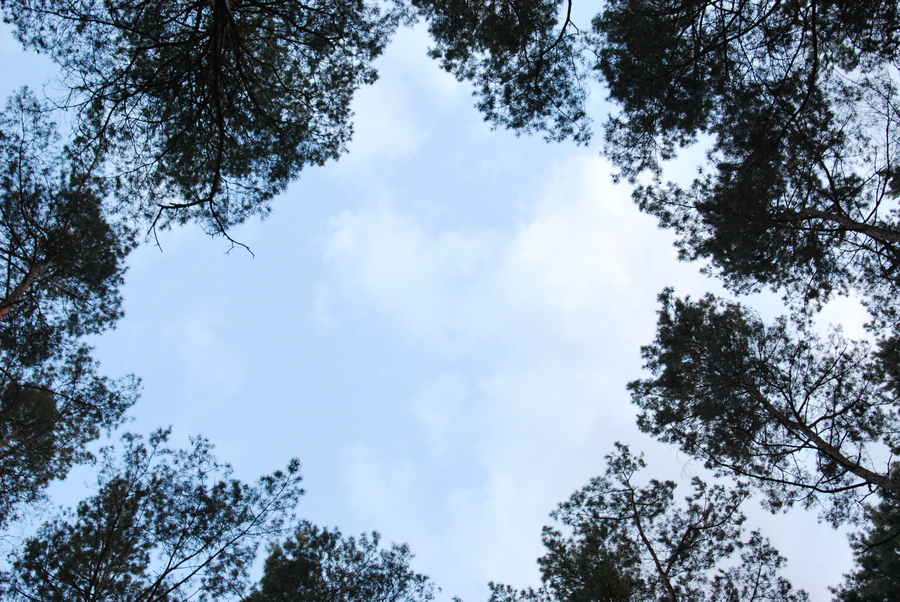 A picture of sky with trees around