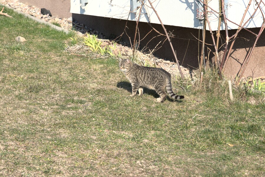 Picture of a cat